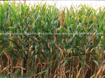 amish corn field 4