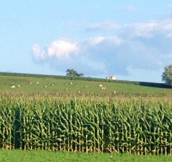 corn and cows